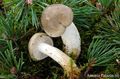 Hygrophorus agathosmus